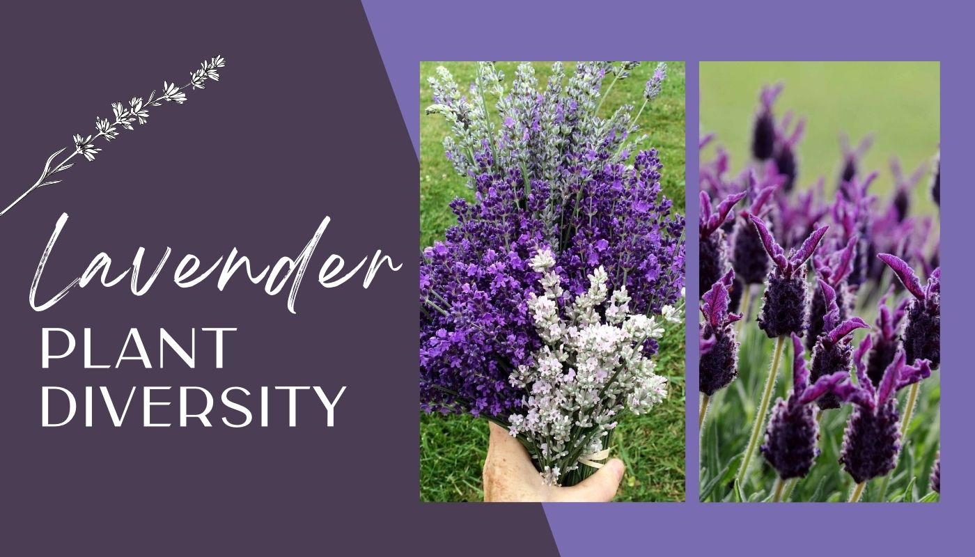 Lavender Plant Diversity  True Lavender Collective