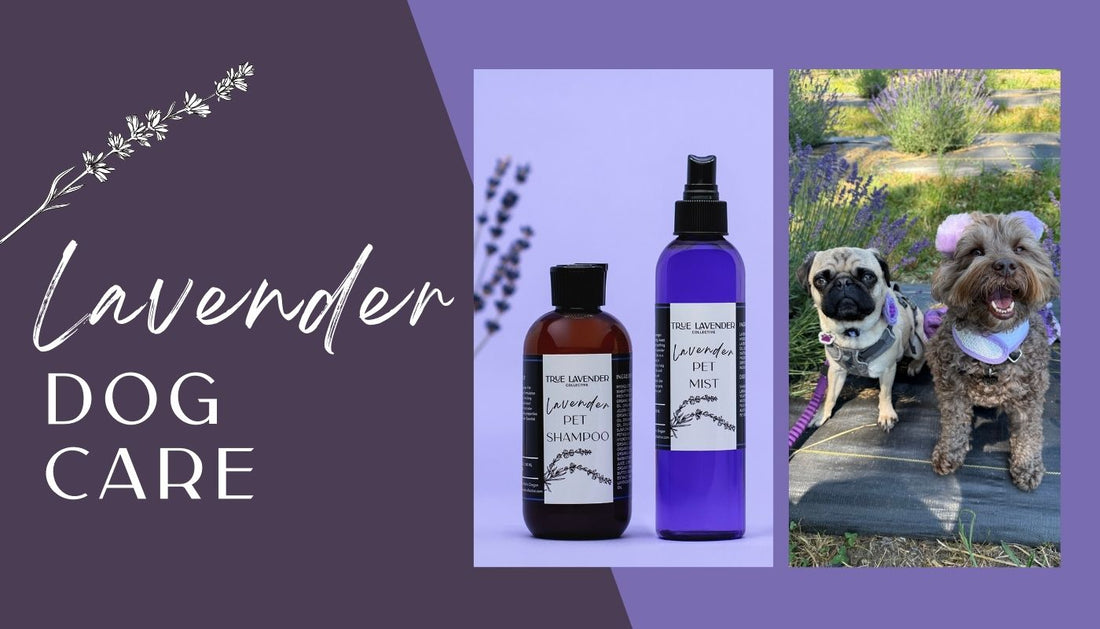 Lavender Dog Care