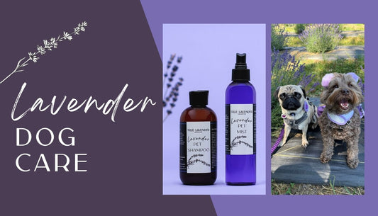 Lavender Dog Care