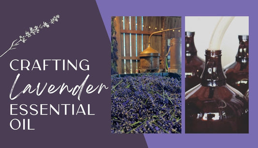Crafting Lavender Essential Oil
