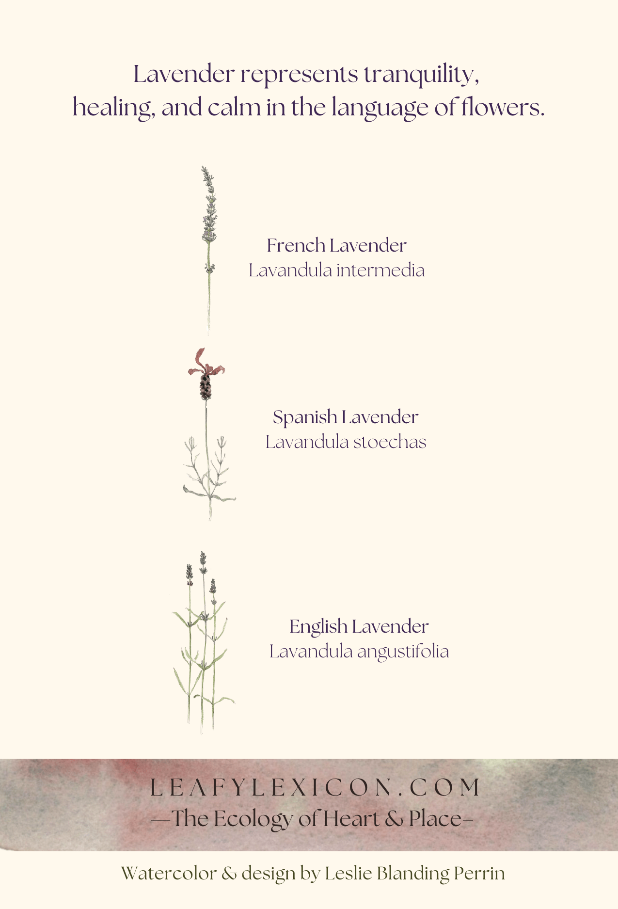 Leafy Lexicon Greeting Card - "Lavender and Bee" by Perrin