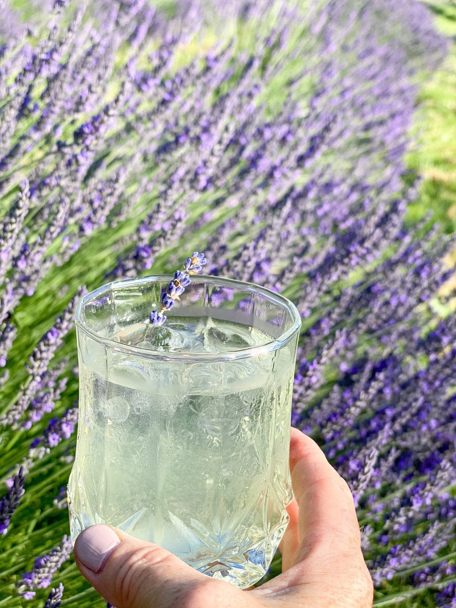 Norwood Lavender Farm Lavender Lemonade