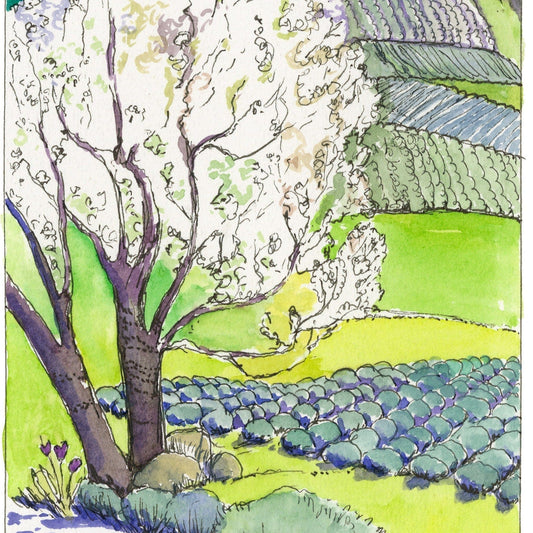 Pelindaba Lavender Print - "April at Pelindaba" - Johnston