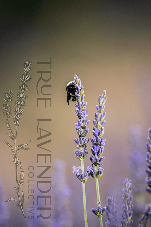 True Lavender Collective Greeting Card - "Sleeping Bee"